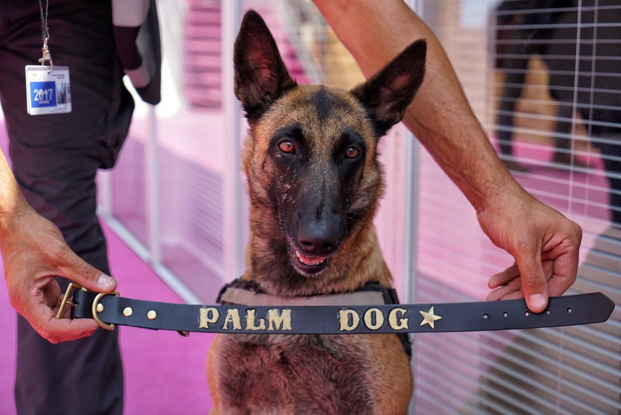 Palm Dog 2017 Cannes sous les aboiements