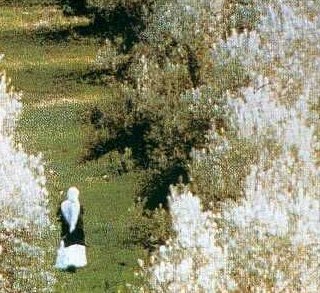 Au travers des oliviers - Abbas Kiarostami - critique