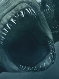 Shark Night 3D - la bande-annonce et l'affiche