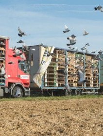 Henri : Yolande Moreau clôturera la Quinzaine des Réalisateurs