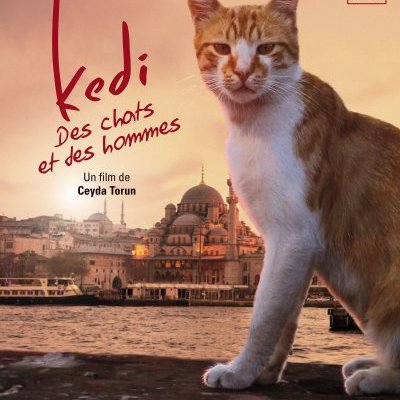 Kedi, des chats et des hommes : notre critique du conte réaliste de Noël