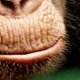 Chimpanzés - la bande-annonce du nouveau Disney Nature
