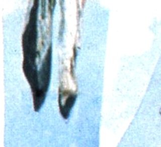 L'énigme de Kaspar Hauser - Werner Herzog - critique