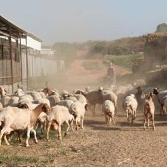 © 2008 Igaal Niddam - Troubadour Films