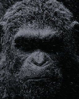 La Planète des singes - Suprématie : un trailer et de belles promesses