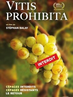 Vitis prohibita - la critique du film
