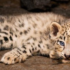 spip-bandeau spip-bandeau