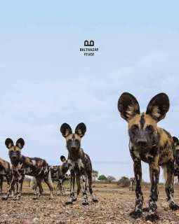 Balthazar : un quatrième album fiévreux