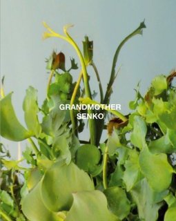 Grandmother / Senko - La critique + Le test DVD