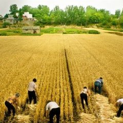 "Yi zhi you dao hai shui bian lan" de Jia Zhang-ke