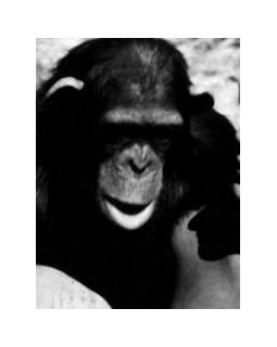 Cheetah, le singe de Tarzan est mort