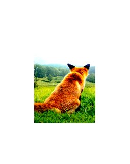 Le renard et l'argent