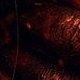 Evid Dead Burn - Sébastien Vaniček - critique