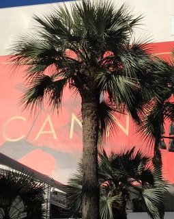 Cannes 2017, Day 2 : Haynes et Zviaguintsev, en quête de filiation