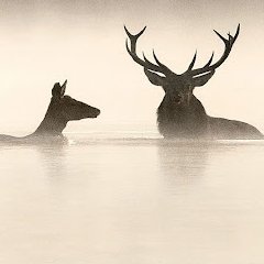 Le chant des forêts - Vincent Munier - critique 