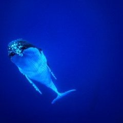 Baleine à brosse - Copyright Denis Lagrange