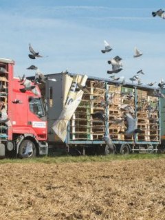 Henri : Yolande Moreau clôturera la Quinzaine des Réalisateurs