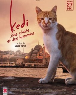 Kedi, des chats et des hommes : notre critique du conte réaliste de Noël