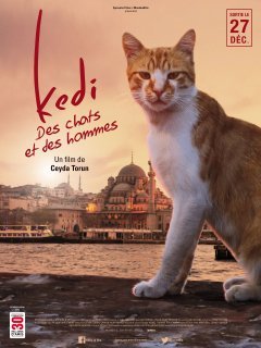 Kedi, des chats et des hommes : notre critique du conte réaliste de Noël