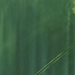 Les chroniques du Nouveau-Monde, tome 3 : Le Destin de Salamandre - Joffrey Lebourg - critique