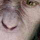 La planète des singes, les origines - la bande-annonce VF