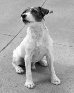 Les mémoires canines d'Uggie, chien artiste