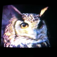 Extrait de la "Zapping Zone"