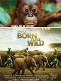 Born to be wild 3D - coup d'oeil