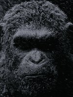 La Planète des singes - Suprématie : un trailer et de belles promesses