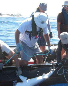 Danger sur les requins de l'île de Pâques