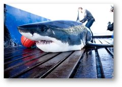 Mission : grands requins blancs débarque sur MCM