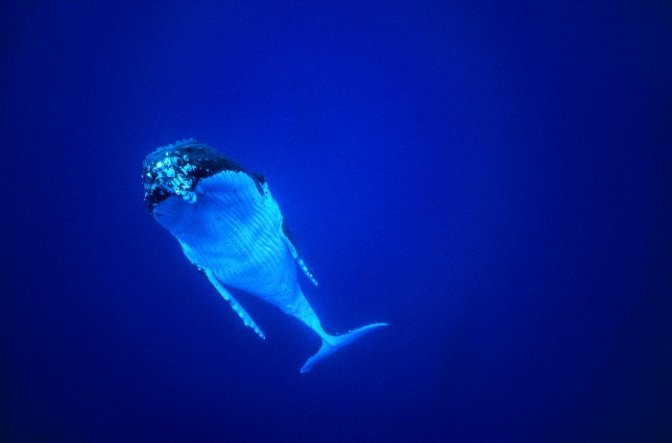 Baleine à brosse - Copyright Denis Lagrange