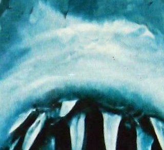 Les dents de la mer - Steven Spielberg - critique